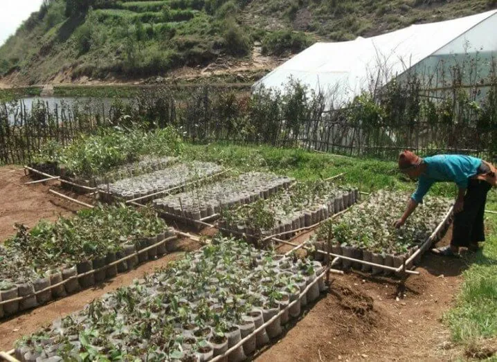 Reforestation Plantations of Mimosa Hostilis