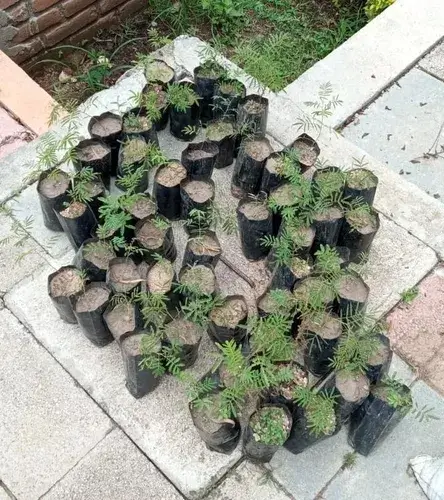 Mimosa Hostilis Seedlings in Nursery Bag