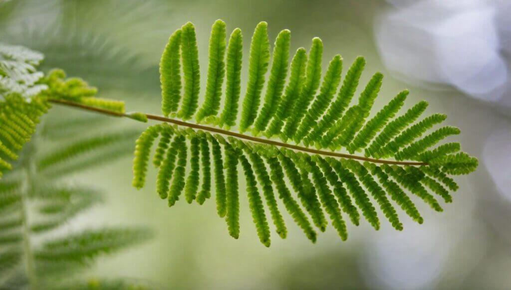 An image of a mimosa hostilis leaf, displaying its green fern like leaves, 
