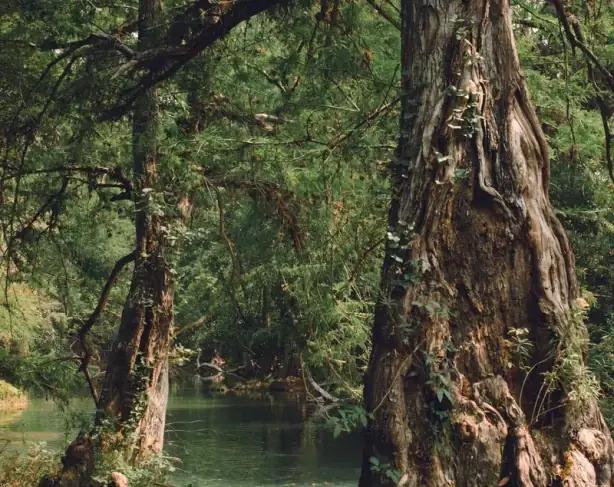 Mature trees and still water in the forests where Mimosa Hostilis is grown.