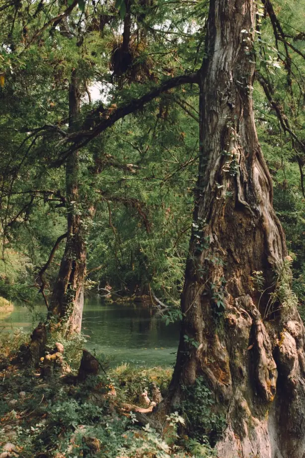 Mature trees and still water in the forests where Mimosa Hostilis is grown.